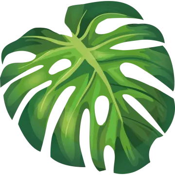a monster plant with green leaves