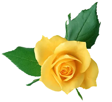 a single yellow rose with green leaves
