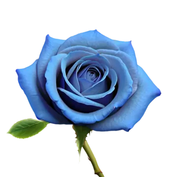 a blue rose on a white background