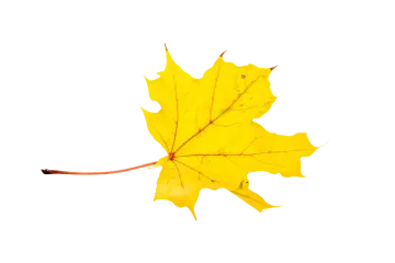 a yellow maple leaf on a white background