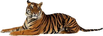 a tiger laying down on the ground