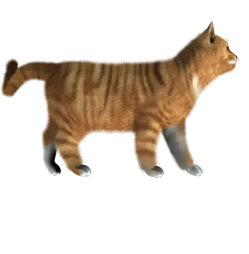 a cat walking across a white surface