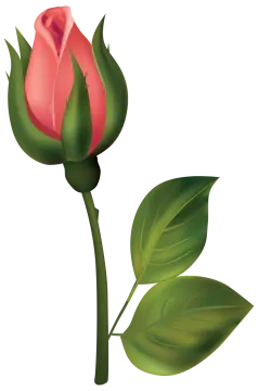 a red rose with green leaves