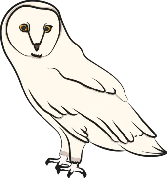 an illustration of a barn owl