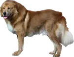 a large brown dog standing on a white background
