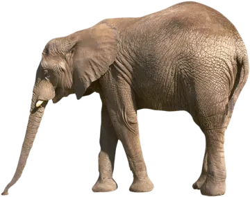 an elephant standing in front of a white background