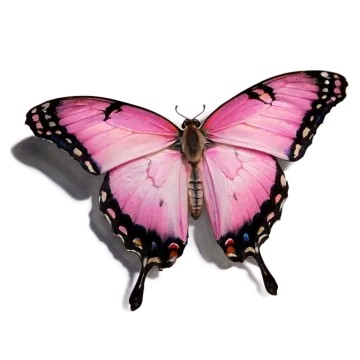 a pink butterfly on a white background