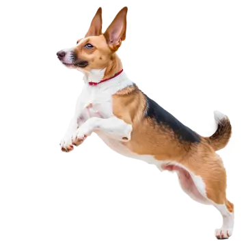 a brown and white dog jumping in the air
