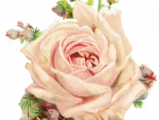a painting of a rose on a white background