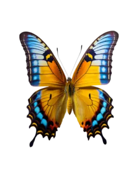 a blue and yellow butterfly on a white background