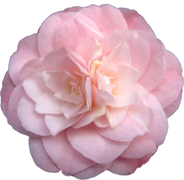 a pink rose flower on a white background