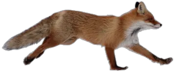 a red fox walking across a white background