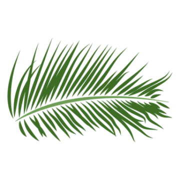 a palm leaf on a white background