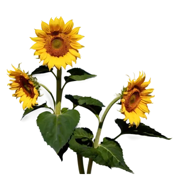 two yellow sunflowers on a white background
