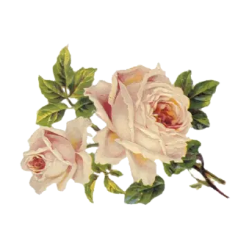 two pink roses on a white background
