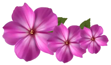 three pink flowers on a white background