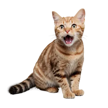 a cat with its mouth open on a white background