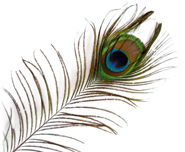 a peacock feather on a white background