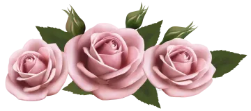 three pink roses on a white background