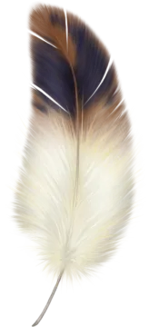 a feather on a white background