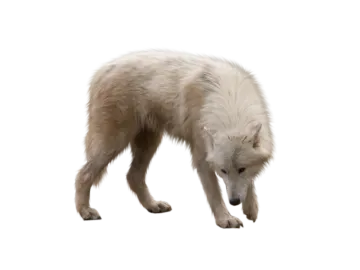 a small white dog standing on a white surface