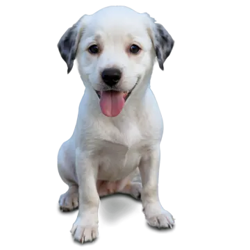 a white and black dog with its tongue out