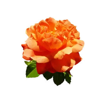 a single orange rose on a white background