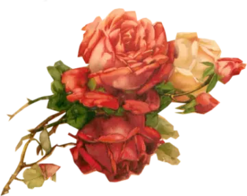 a bouquet of roses on a white background