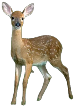 a small deer standing in front of a white background