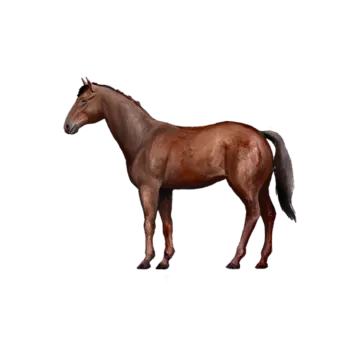 a brown horse standing in front of a white background