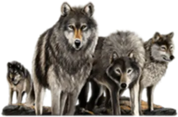 a group of wolves standing next to each other wolves