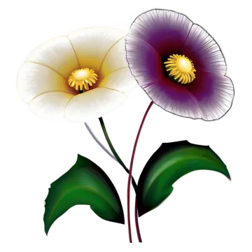 two flowers on a white background