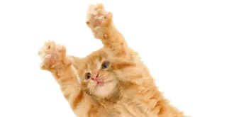 a kitten is jumping up in the air