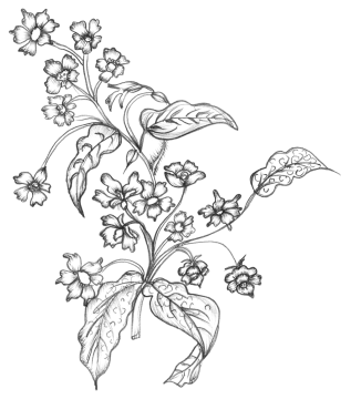 a black and white drawing of flowers