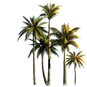 three palm trees on white background
