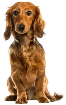 a small brown dog sitting on a white surface