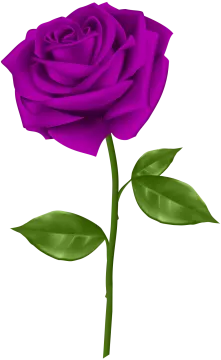 a purple rose on a white background