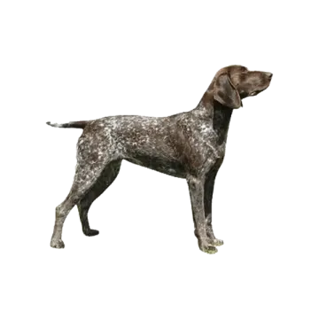 a brown and black dog standing on a white background