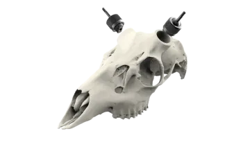 an animal skull on a white background