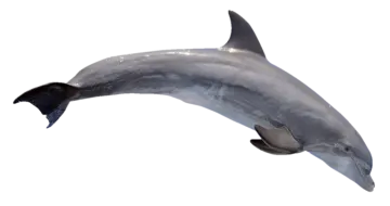 a dolphin jumping out of the water