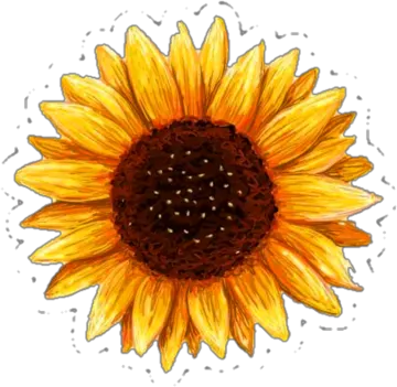a sunflower on a white background