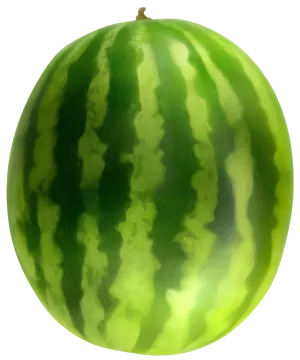 a green watermelon on a white background