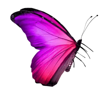 a purple butterfly on a white background