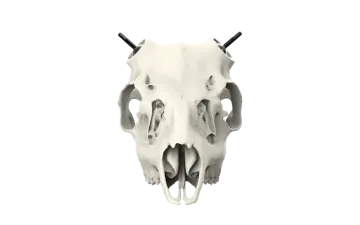 an animal skull on a white background