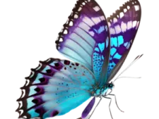 a blue and purple butterfly on white background
