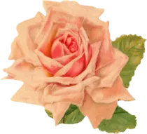 a pink rose on a white background
