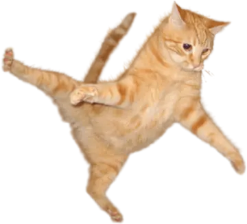 the cat is orange