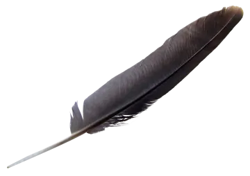 a black feather on a white background