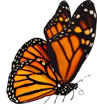 two monarch butterflies on a white background