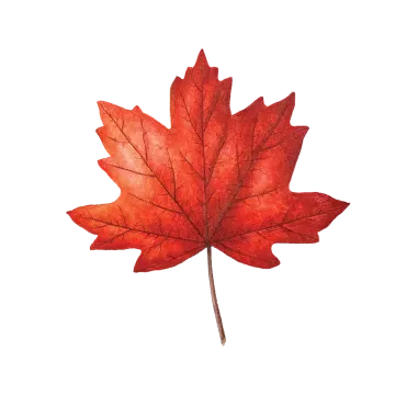 a red leaf on a white background